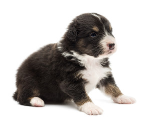 Australian Shepherd puppy, 22 days old
