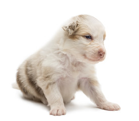 Australian Shepherd puppy, 22 days old