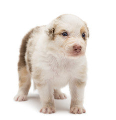 Australian Shepherd puppy, 24 days old