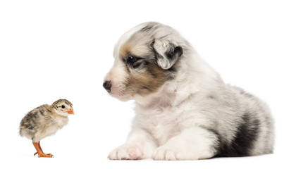Obraz premium Australian Shepherd puppy, 30 days old