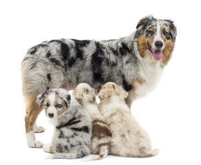 Mother Australian shepherd with three puppies, 6 weeks old