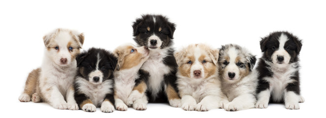 Front view of Australian Shepherd puppies, 6 weeks old © Eric Isselée