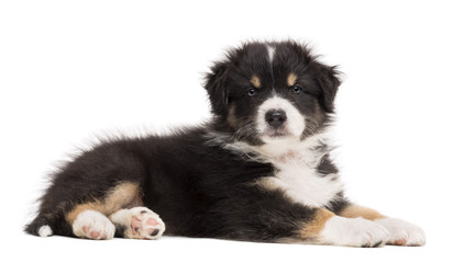 Australian Shepherd puppy lying and portrait