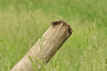 tree stump