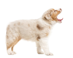 Fototapeta premium Side view of an Australian Shepherd puppy standing and yawning