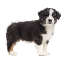 Australian Shepherd puppy, 8 weeks old