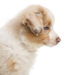 Side view and close-up of an Australian Shepherd puppy