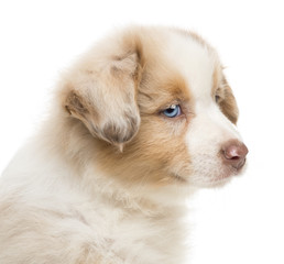 Close-up of an Australian Shepherd puppy, 8 weeks old