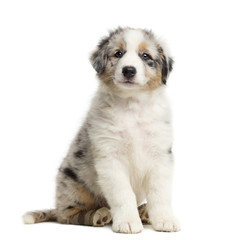 Australian Shepherd puppy with bandage, 8 weeks old, sitting © Eric Isselée