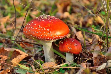 Mushrooms in the forest