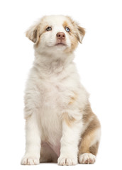 Australian Shepherd puppy, 8 weeks old, sitting and looking up