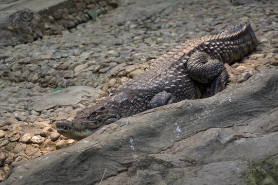 Nile crocodile (Crocodylus niloticus)