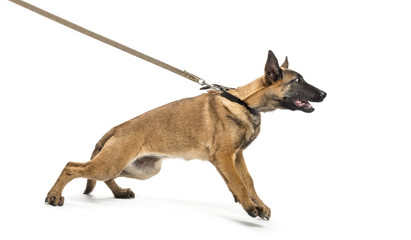 Belgian Shepherd leashed against white background