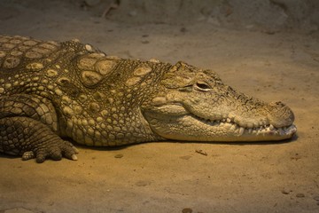 Nile crocodile (Crocodylus niloticus) - obrazy, fototapety, plakaty
