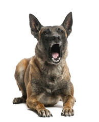 Belgian Shepherd lying and yawning against white background