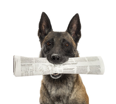 Close-up of a Belgian Shepherd holding newspaper in mouth