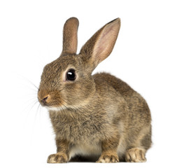European rabbit or common rabbit, 2 months old