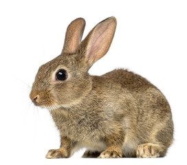 European rabbit or common rabbit, 2 months old