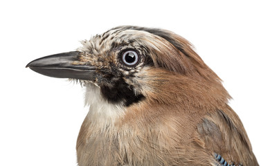 Eurasian Jay, Garrulus glandarius, 8 years old