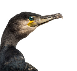 Great Cormorant, Phalacrocorax carbo