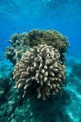 Naklejka na ściany i meble Twarda koralowa