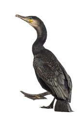 Great Cormorant walking, Phalacrocorax carbo