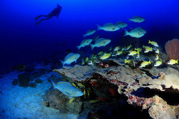 Fototapeta na wymiar Rafa koralowa z nurkiem