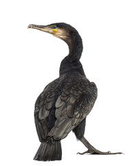 Rear view of a Great Cormorant, Phalacrocorax carbo - obrazy, fototapety, plakaty