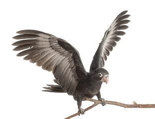 Greater Vasa Parrot, Coracopsis vasa, 7 weeks old