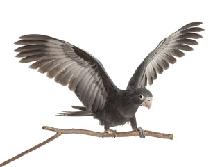 Greater Vasa Parrot, Coracopsis vasa, 7 weeks old