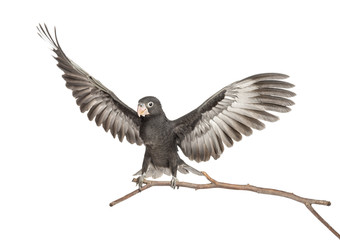 Greater Vasa Parrot, Coracopsis vasa, 7 weeks old