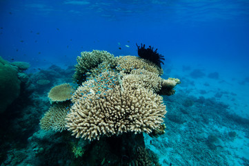 Fototapeta na wymiar Tabela koral