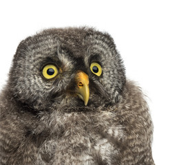 Great Grey Owl or Lapland Owl, Strix nebulosa