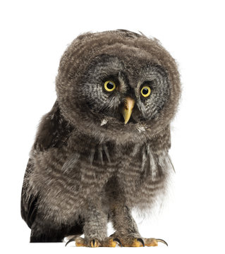 Great Grey Owl or Lapland Owl, Strix nebulosa © Eric Isselée