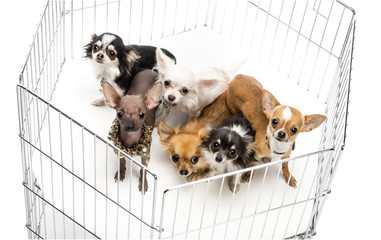 Chihuahuas in cage against white background