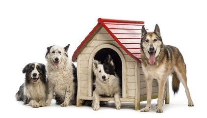 Group of dogs in and surrounding a kennel