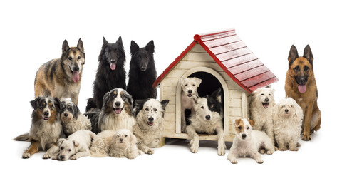 Large group of dogs in and surrounding a kennel