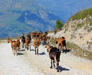 troupeau de chèvres sur chemin de montagne