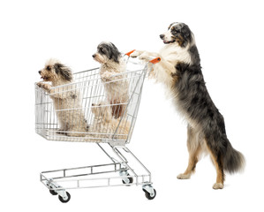 Australian Shepherd standing on hind legs and pushing
