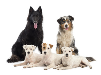 Belgian shepherd-Groenendael, Australian Shepherd