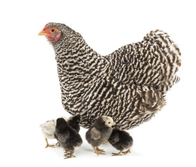 Mother Hen with its chicks against white background