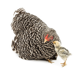 Chick looking at mother Hen which has chicks hiding under her