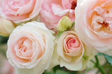 薔薇(ピエール・ドゥ・ロンサール)