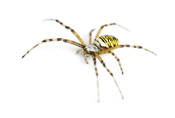 Wasp spider, Argiope bruennichi, against white background
