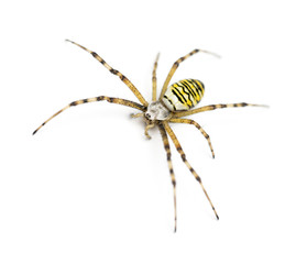 Wasp spider, Argiope bruennichi, against white background