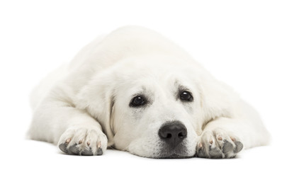 Polish Tatra Sheepdog, (also known as Owczarek Tatrzanski)