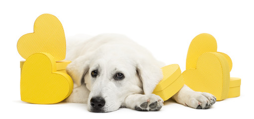 Polish Tatra Sheepdog lying between yellow hearts