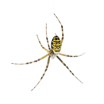 Wasp spider, Argiope bruennichi, hanging on web