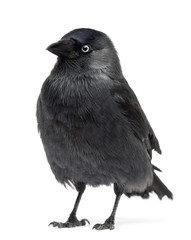 Western Jackdaw looking away, Corvus monedula