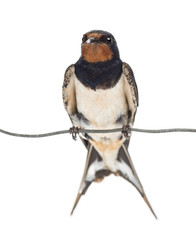 Barn Swallow, Hirundo rustica, perched on a wire